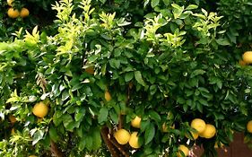 Lemon Tree
