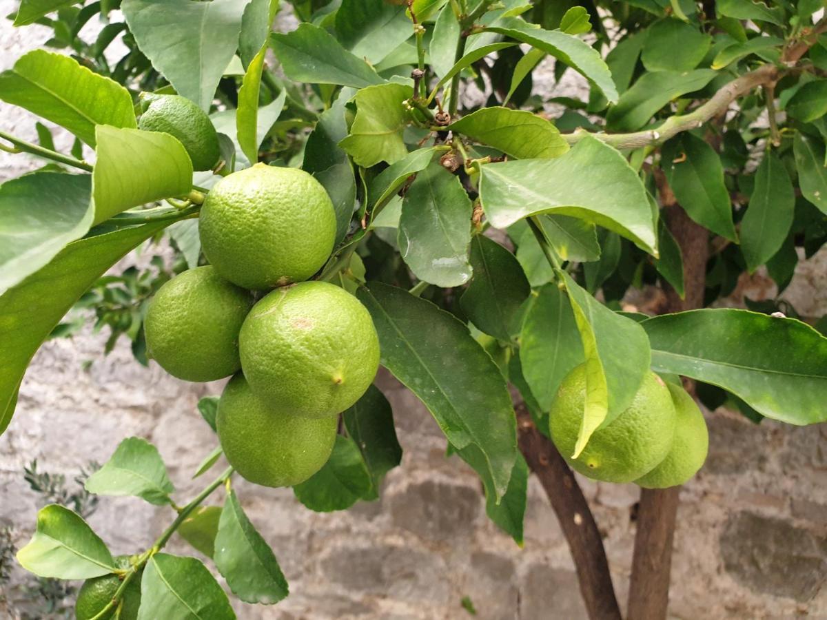 Hotel Lemon Tree Trogir Zewnętrze zdjęcie