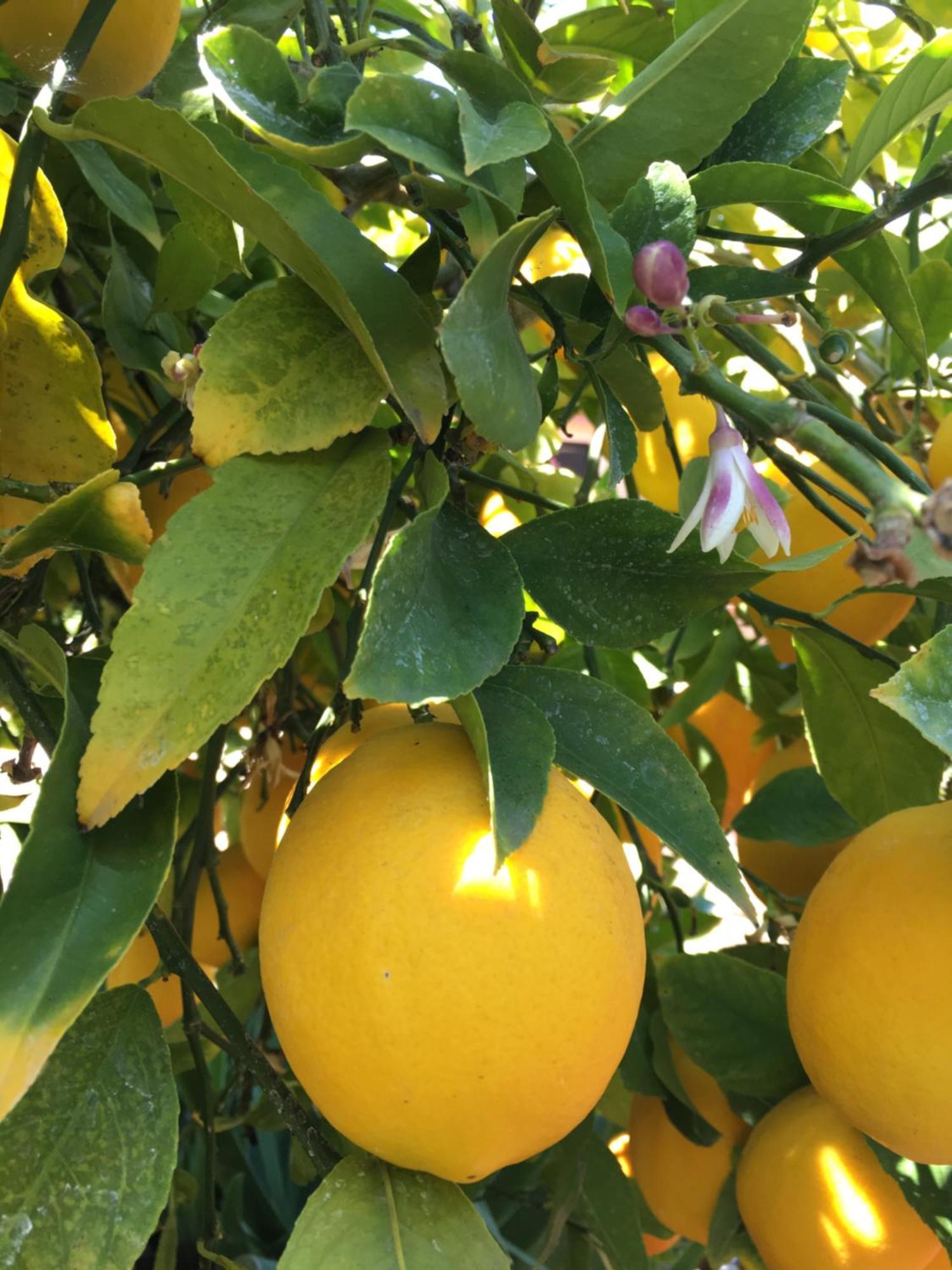 Hotel Lemon Tree Trogir Zewnętrze zdjęcie